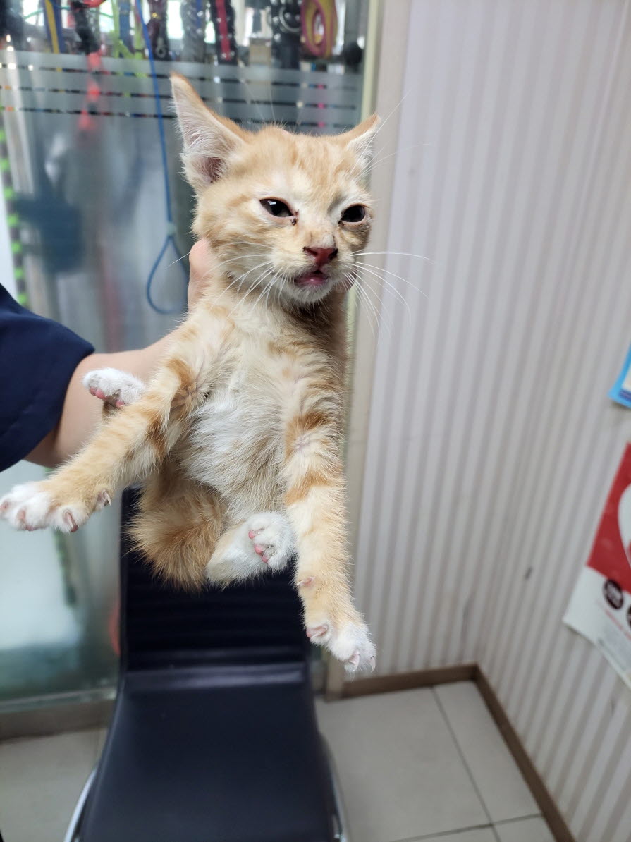 둔촌동물병원_411324202300368